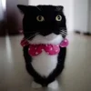 😺 Эмодзи «𝘾𝙖𝙩𝙨 2» для Telegram