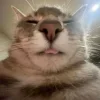 😺 Эмодзи «𝘾𝙖𝙩𝙨 2» для Telegram