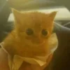 😺 Эмодзи «𝘾𝙖𝙩𝙨 2» для Telegram