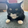 😺 Эмодзи «𝘾𝙖𝙩𝙨 2» для Telegram