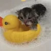 😺 Эмодзи «𝘾𝙖𝙩𝙨 2» для Telegram