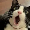 😺 Эмодзи «𝘾𝙖𝙩𝙨 2» для Telegram