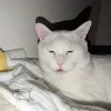 😺 Эмодзи «𝘾𝙖𝙩𝙨 2» для Telegram
