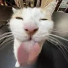 😺 Эмодзи «𝘾𝙖𝙩𝙨 2» для Telegram