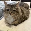 😺 Эмодзи «𝘾𝙖𝙩𝙨 2» для Telegram