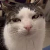 😺 Эмодзи «𝘾𝙖𝙩𝙨 2» для Telegram