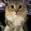 😺 Эмодзи «𝘾𝙖𝙩𝙨 2» для Telegram