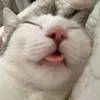 😺 Эмодзи «𝘾𝙖𝙩𝙨 2» для Telegram