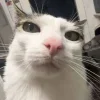 😺 Эмодзи «𝘾𝙖𝙩𝙨 2» для Telegram