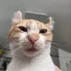 😺 Эмодзи «𝘾𝙖𝙩𝙨 2» для Telegram