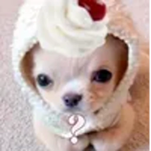 ❤️ Эмодзи «котики из тиктока» для Telegram