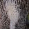 🤩 Эмодзи «котячий взгляд» для Telegram