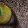 🤩 Эмодзи «котячий взгляд» для Telegram