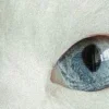 🤩 Эмодзи «котячий взгляд» для Telegram