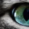 🤩 Эмодзи «котячий взгляд» для Telegram