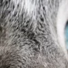 🤩 Эмодзи «котячий взгляд» для Telegram