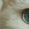 Эмодзи котячий взгляд для Telegram — скачать