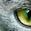 🤩 Эмодзи «котячий взгляд» для Telegram