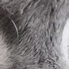 🤩 Эмодзи «котячий взгляд» для Telegram