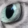 🤩 Эмодзи «котячий взгляд» для Telegram