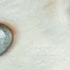 🤩 Эмодзи «котячий взгляд» для Telegram