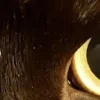 🤩 Эмодзи «котячий взгляд» для Telegram