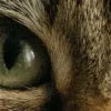 🤩 Эмодзи «котячий взгляд» для Telegram