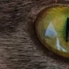 🤩 Эмодзи «котячий взгляд» для Telegram