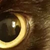 🤩 Эмодзи «котячий взгляд» для Telegram