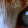 🤩 Эмодзи «котячий взгляд» для Telegram