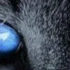 🤩 Эмодзи «котячий взгляд» для Telegram