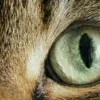 🤩 Эмодзи «котячий взгляд» для Telegram