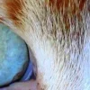 🤩 Эмодзи «котячий взгляд» для Telegram