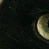 🤩 Эмодзи «котячий взгляд» для Telegram