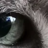 🤩 Эмодзи «котячий взгляд» для Telegram