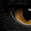 🤩 Эмодзи «котячий взгляд» для Telegram