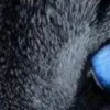 🤩 Эмодзи «котячий взгляд» для Telegram