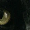 🤩 Эмодзи «котячий взгляд» для Telegram