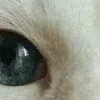 🤩 Эмодзи «котячий взгляд» для Telegram