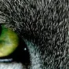 🤩 Эмодзи «котячий взгляд» для Telegram