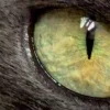 🤩 Эмодзи «котячий взгляд» для Telegram