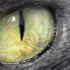 🤩 Эмодзи «котячий взгляд» для Telegram