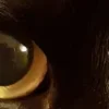 🤩 Эмодзи «котячий взгляд» для Telegram