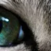 🤩 Эмодзи «котячий взгляд» для Telegram