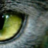 🤩 Эмодзи «котячий взгляд» для Telegram
