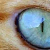 🤩 Эмодзи «котячий взгляд» для Telegram