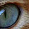 🤩 Эмодзи «котячий взгляд» для Telegram