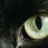 🤩 Эмодзи «котячий взгляд» для Telegram