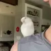 🦜 Эмодзи «Видеопопуги» для Telegram