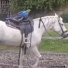 🐎 Эмодзи «Видеопопуги» для Telegram